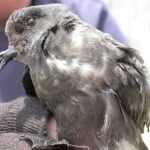 Very few people will ever see the ashy storm petrel. What is its value? Photo: Courtesy of Wikipedia