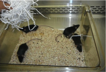C57BL/6 commonly known as B6 mice at NCSU. Photo By: Megan Serr