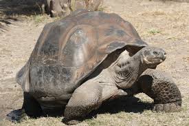 Galapagos Tortoise Photo Courtesy of Wikipedia