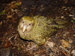 The Kokapo of New Zealand is critically endangered and releasing more rodents to control the current rodent population could cause the extinction of this bird. Photo: Courtesy of Wikipedia
