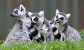 Madagascar Lemurs Photo Courtesy of Wikipedia