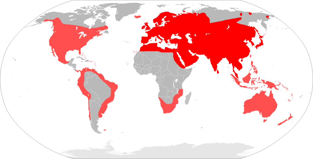 Distribution of the house mouse (Mus musculus) Photo Courtesy of Wikipedia
