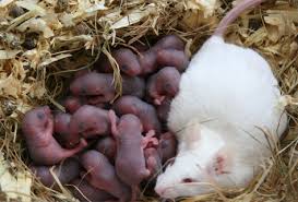 Invasive mice image