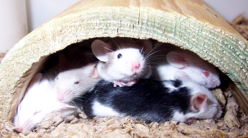 House mice have been bred to show large amounts of phenotypic variation. Photo Courtesy of Wikipedia