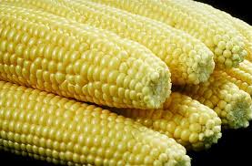Corn is a common genetically modified crop in the United States Photo: Courtesy of Wikipedia