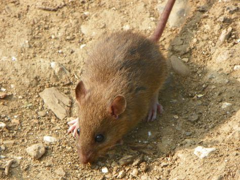 The brown rat is a common island invasive, but also a common pet. Photo: Courtesy of Wikipedia