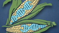 Graphic of corn cobs with DNA