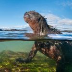 Marine iguanas of the Galápagos are vulnerable to feral cats and other invasive predators. Credit: Tui de Roy, Scientific American