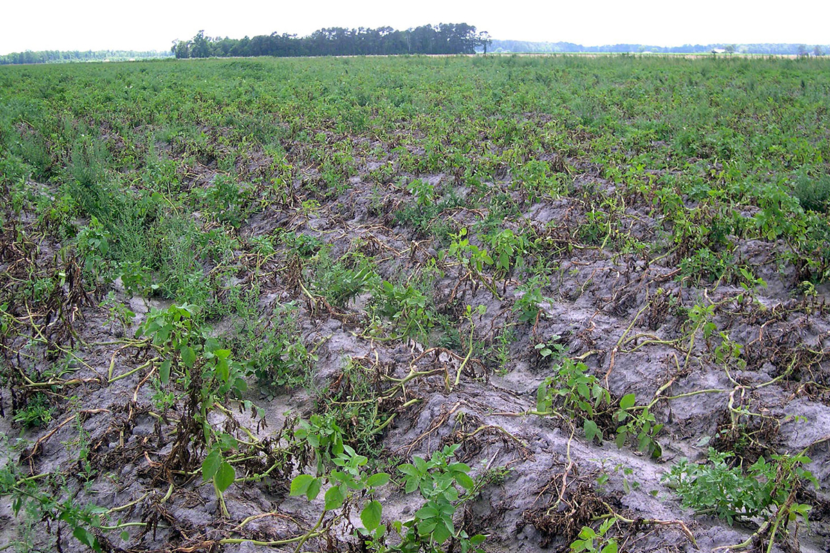 A North Carolina potato field affected by late blight in 2012.